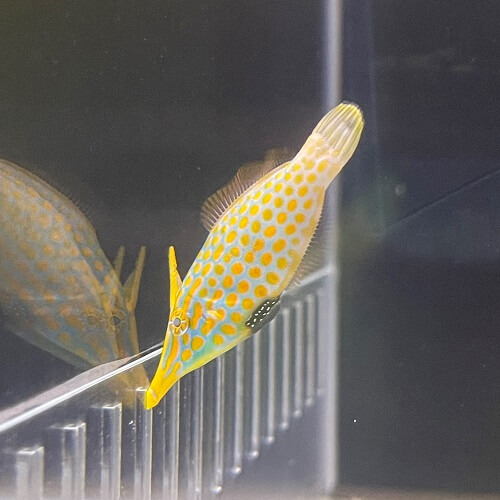 Fish for Sale Queensland Pet City